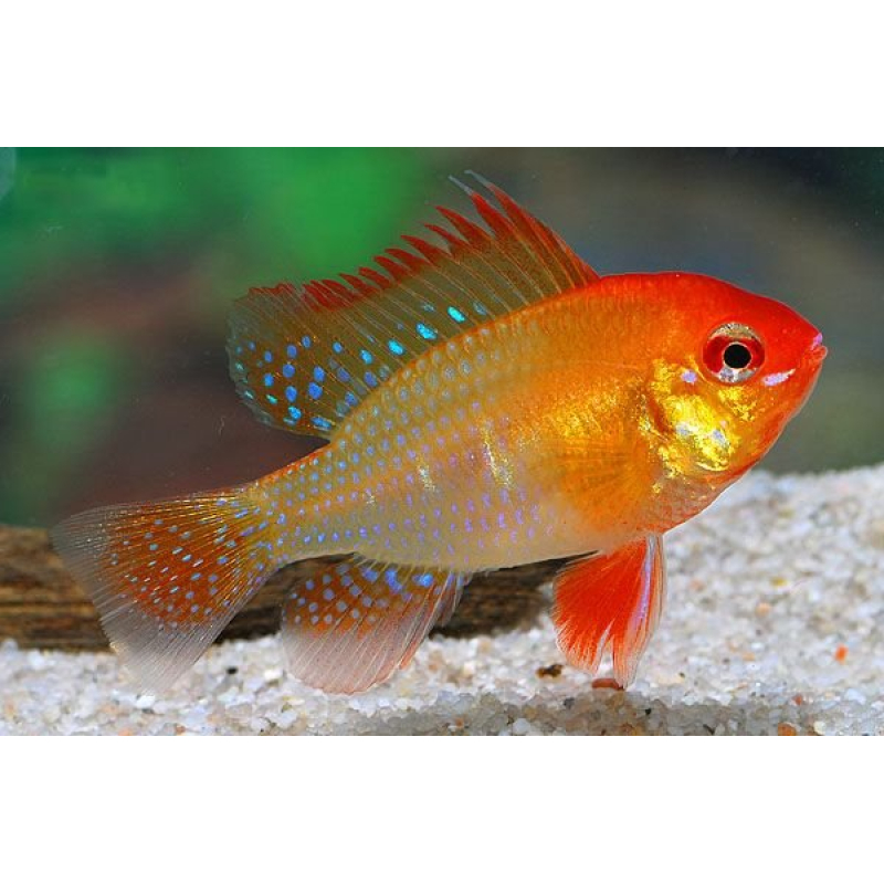 Microgeophagus Ramirezi gold 3,5-4cm